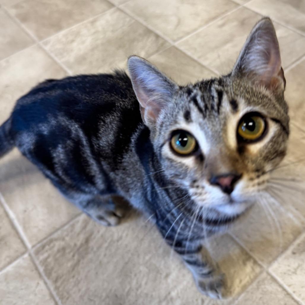 Enlarge Kage, a Adoptable Domestic Short Hair in Laramie, WY image 4/6