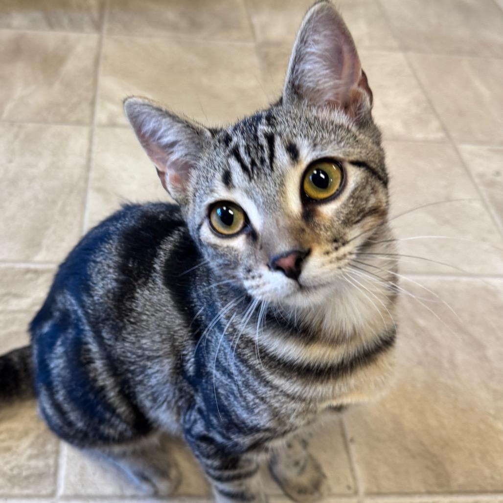 Enlarge Kage, a Adoptable Domestic Short Hair in Laramie, WY image 5/6