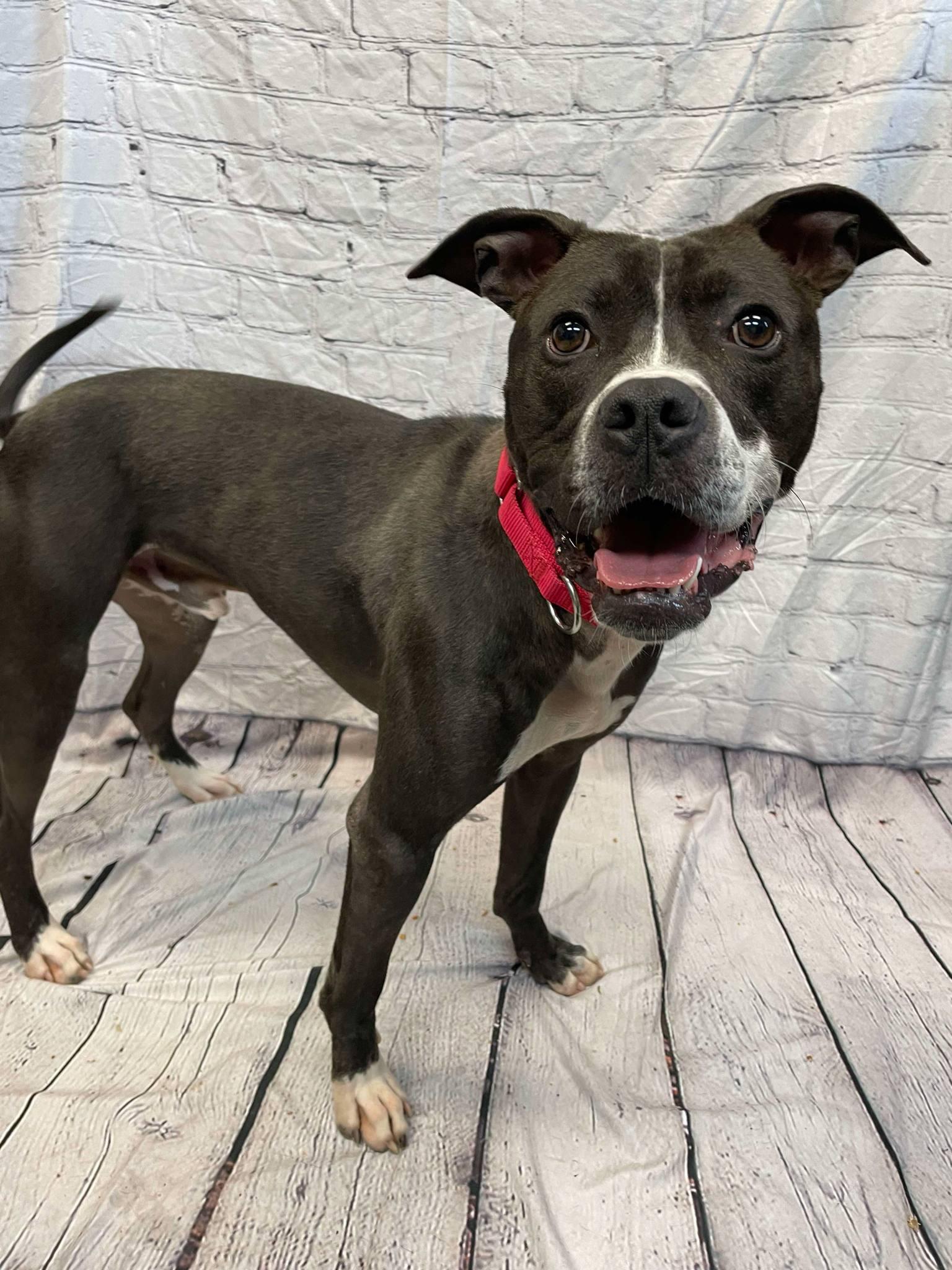 Enlarge Jimmy, a Adoptable mixed breed in Waterloo, IA image 4/6