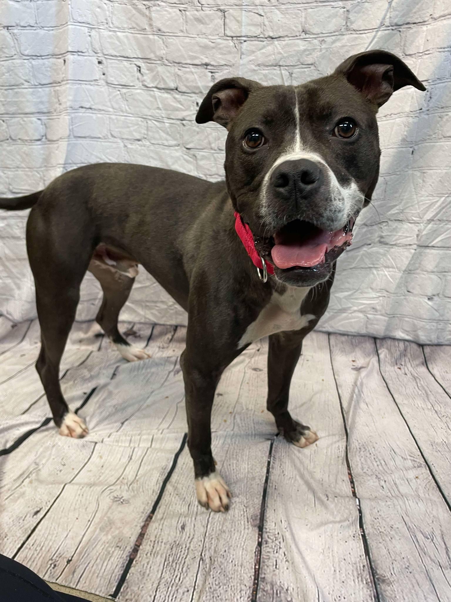 Enlarge Jimmy, a Adoptable mixed breed in Waterloo, IA image 6/6