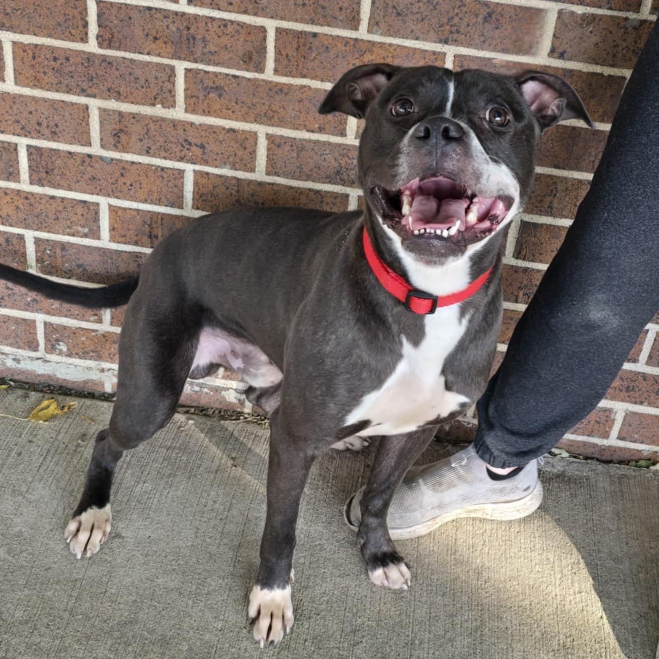 Enlarge Jimmy, a Adoptable mixed breed in Waterloo, IA image 2/6