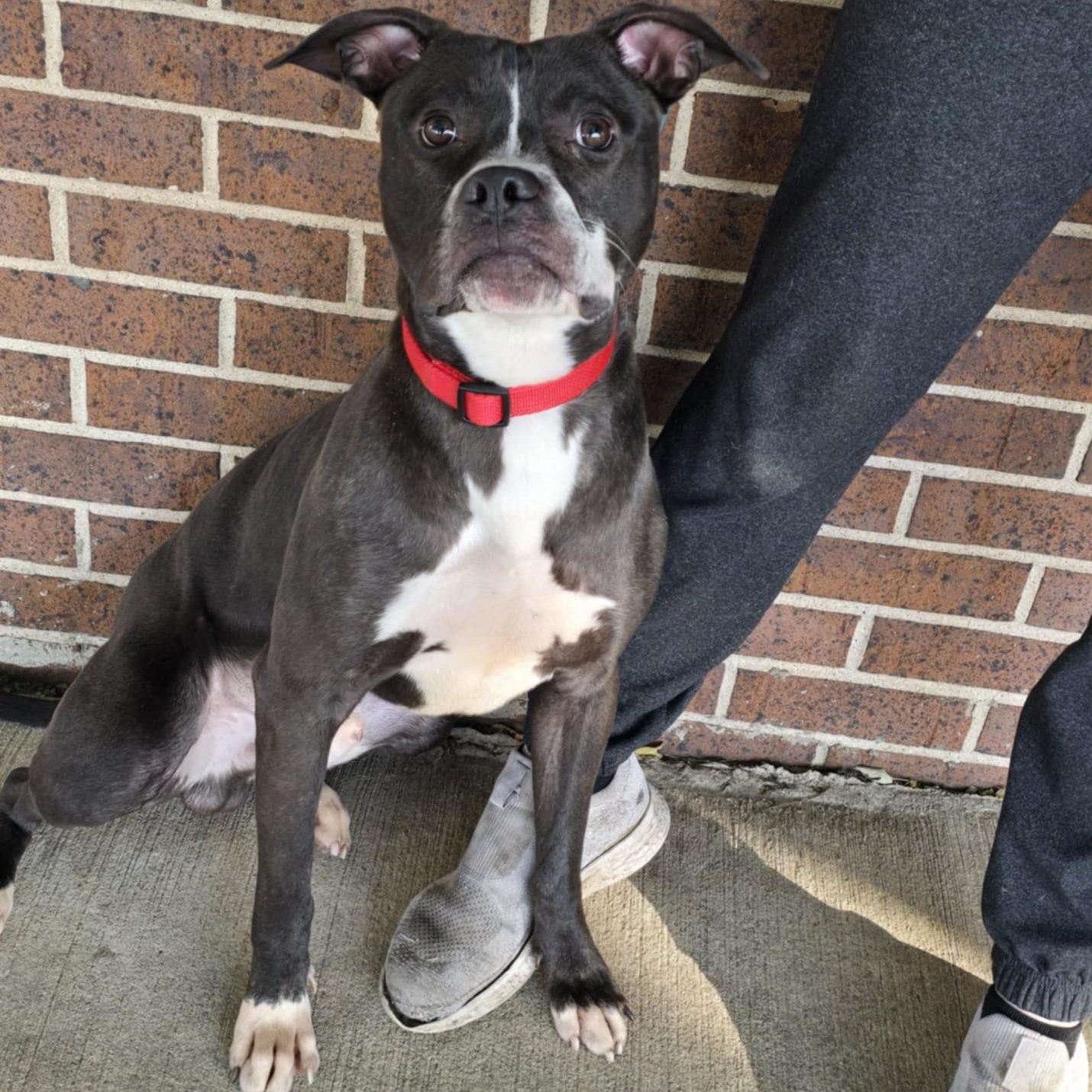 Enlarge Jimmy, a Adoptable mixed breed in Waterloo, IA image 3/6