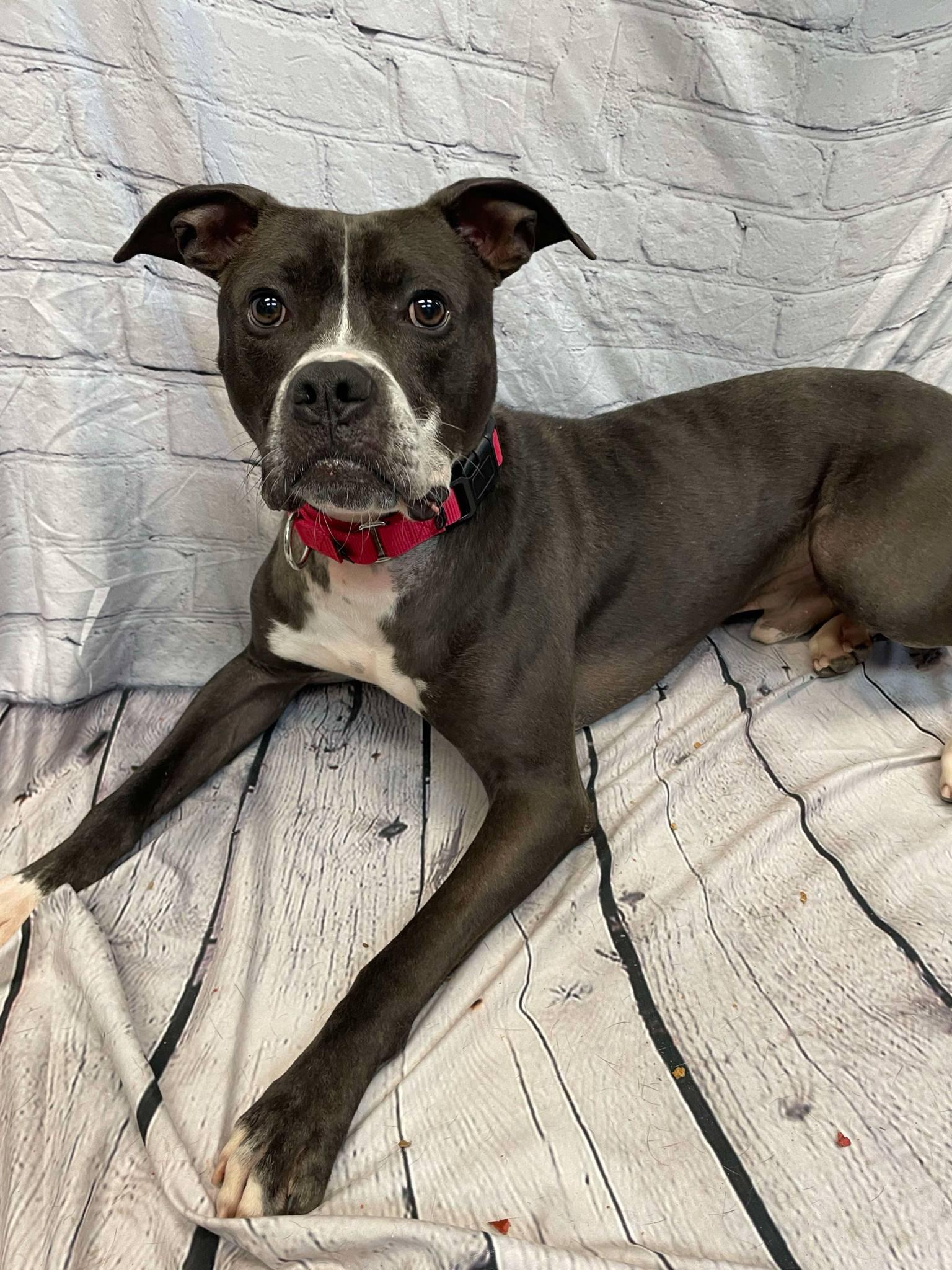 Enlarge Jimmy, a Adoptable mixed breed in Waterloo, IA image 5/6