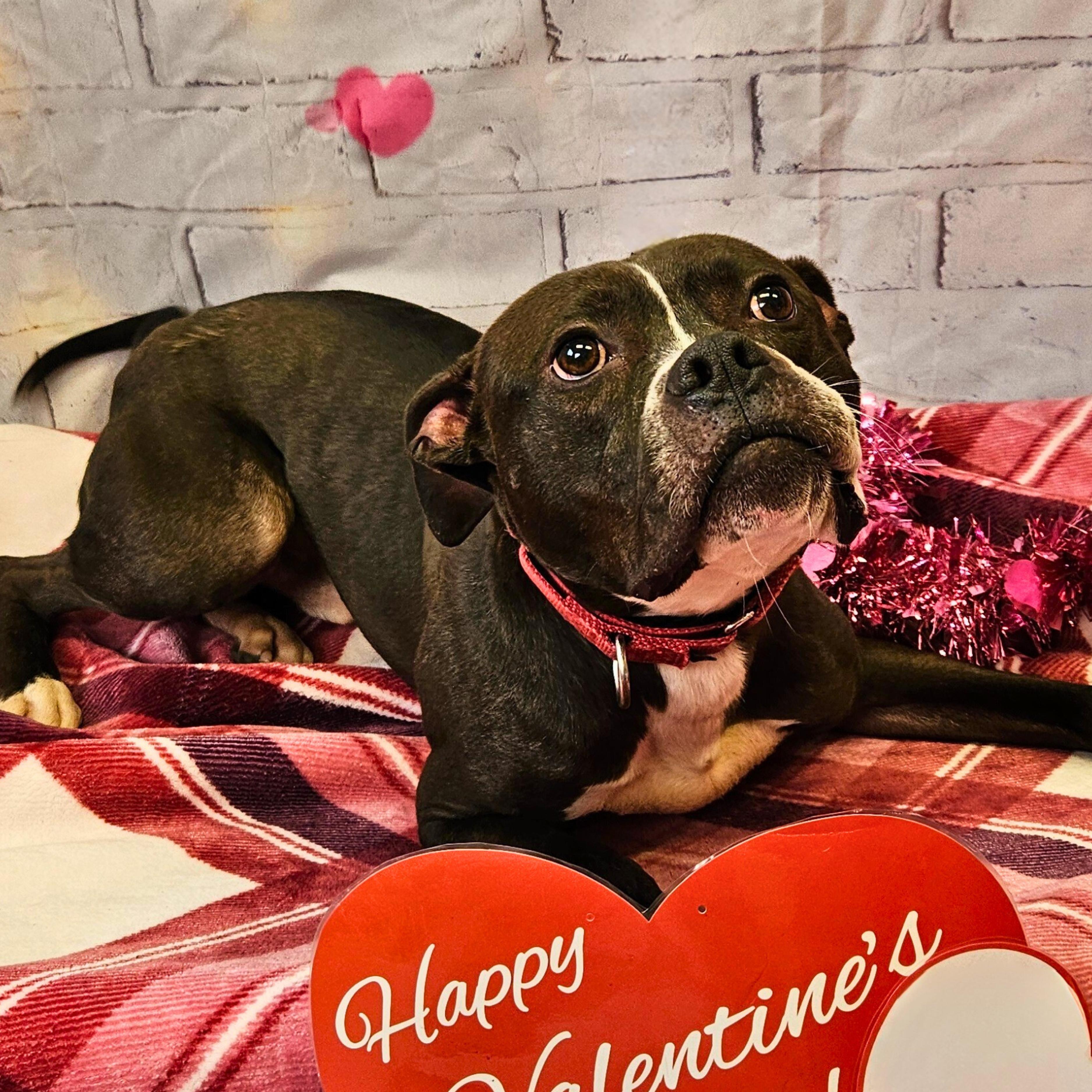 Jimmy, Adoptable, Adult Male Boxer & Pit Bull Terrier.