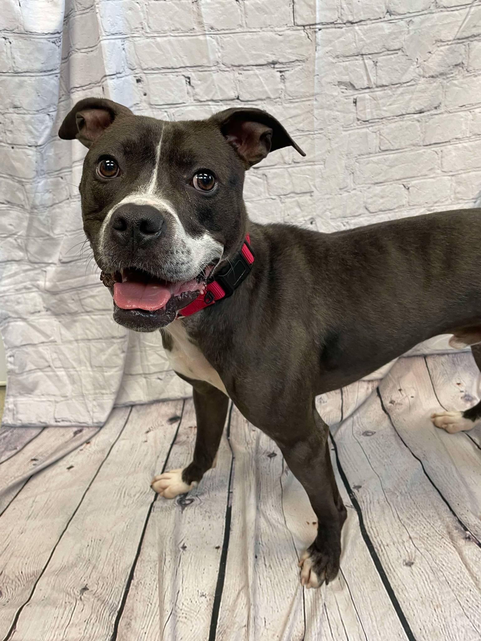 Jimmy, Adoptable, Adult Male Boxer & Pit Bull Terrier.