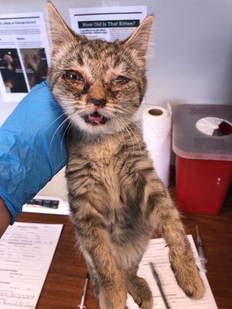 Enlarge Karla, a Adoptable mixed breed in Columbia, TN image 1/1