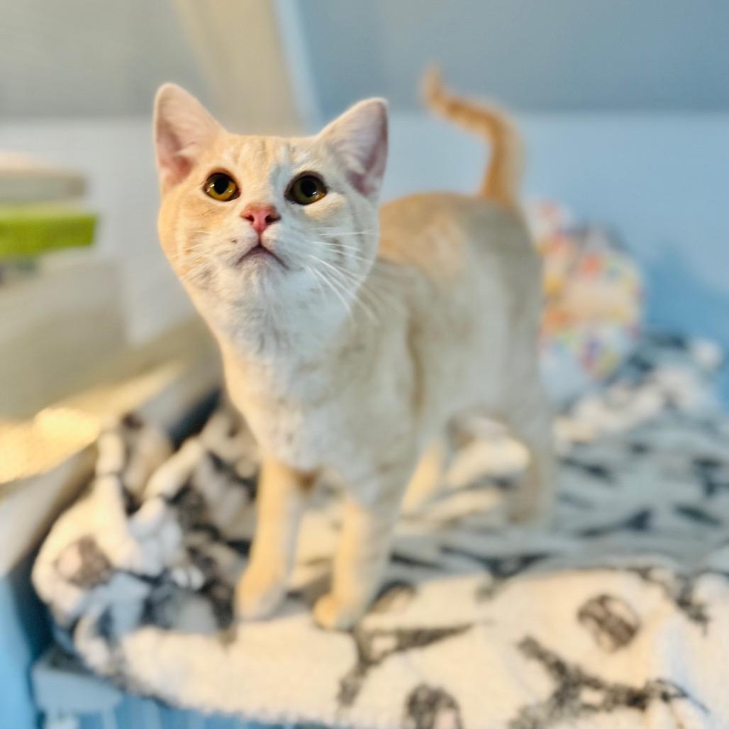 Swish — thumbnail 2