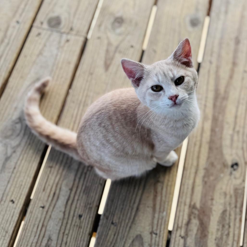 Swish — thumbnail 3