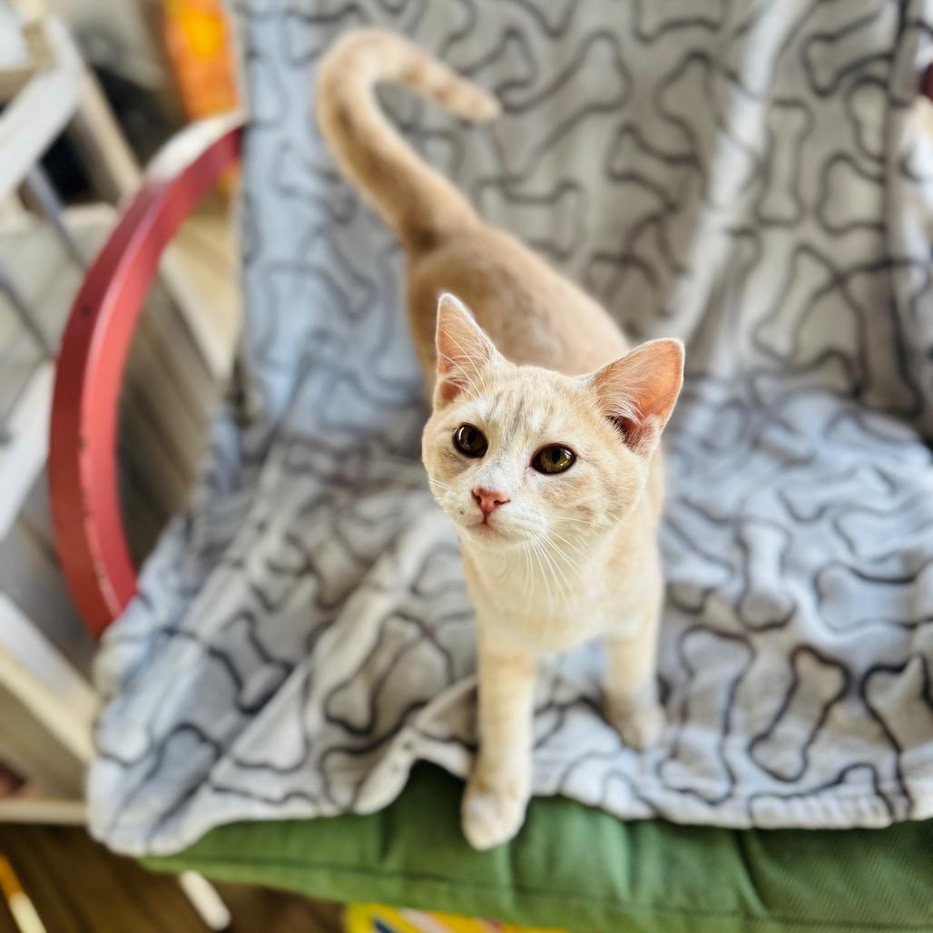 Swish — thumbnail 4