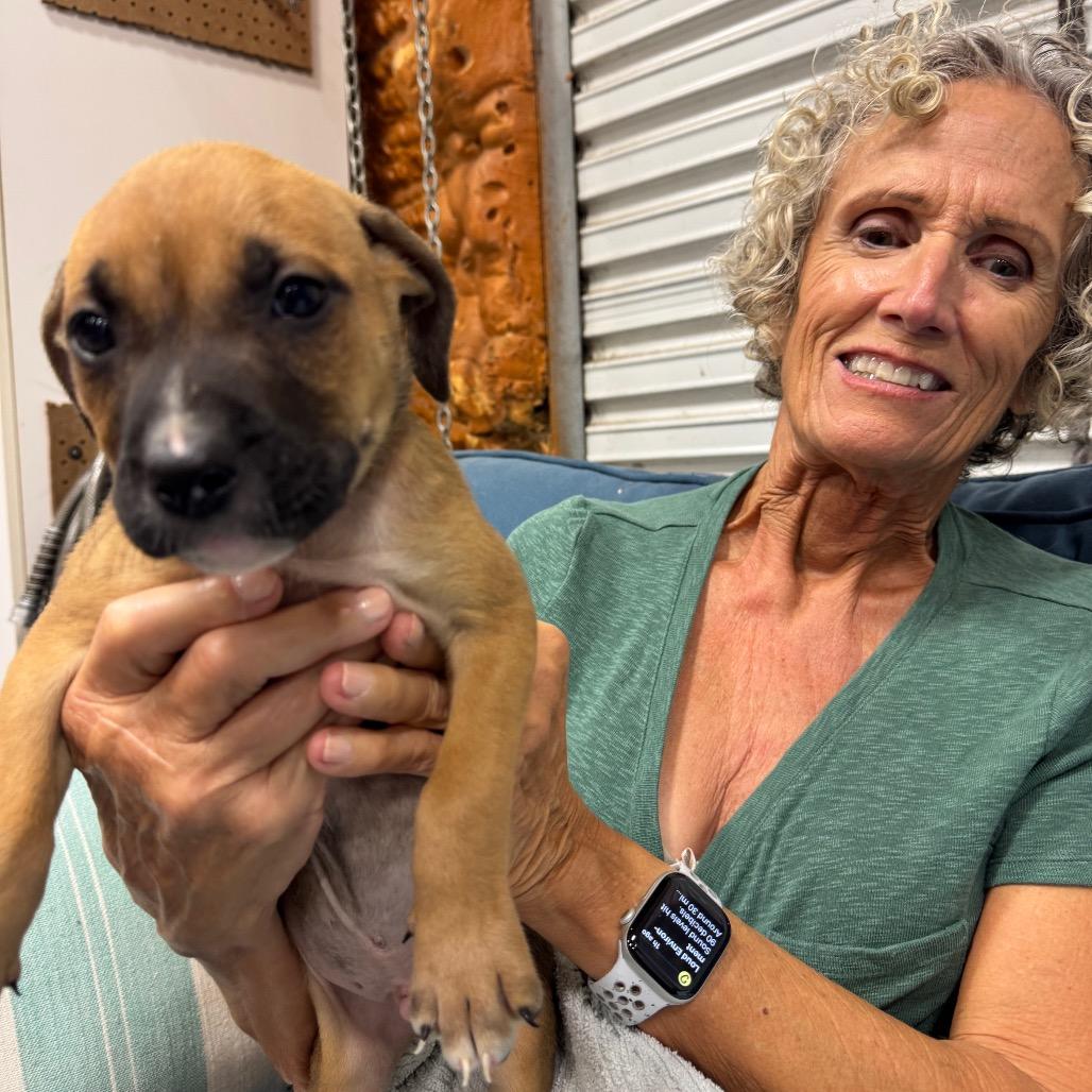 Enlarge SPADE (690), a Adoptable mixed breed in Indiantown, FL image 2/3