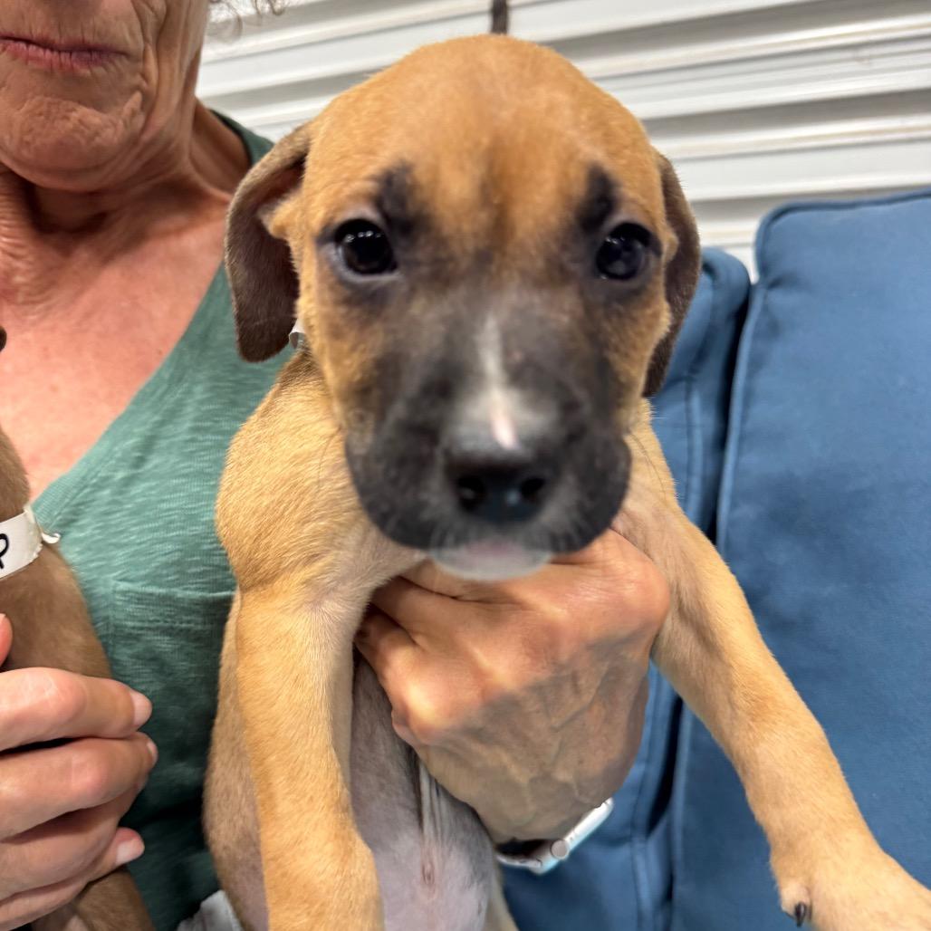 SPADE (690), Adoptable, Puppy Male Pit Bull Terrier & Hound.