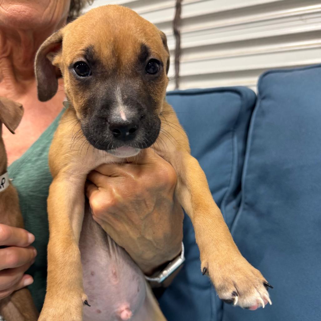 Enlarge SPADE (690), a Adoptable mixed breed in Indiantown, FL image 3/3