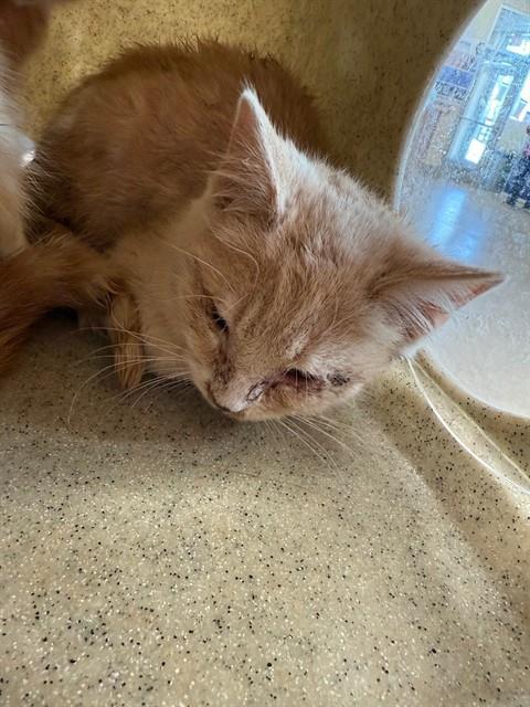 JACK, Adoptable, Kitten Male Domestic Short Hair.