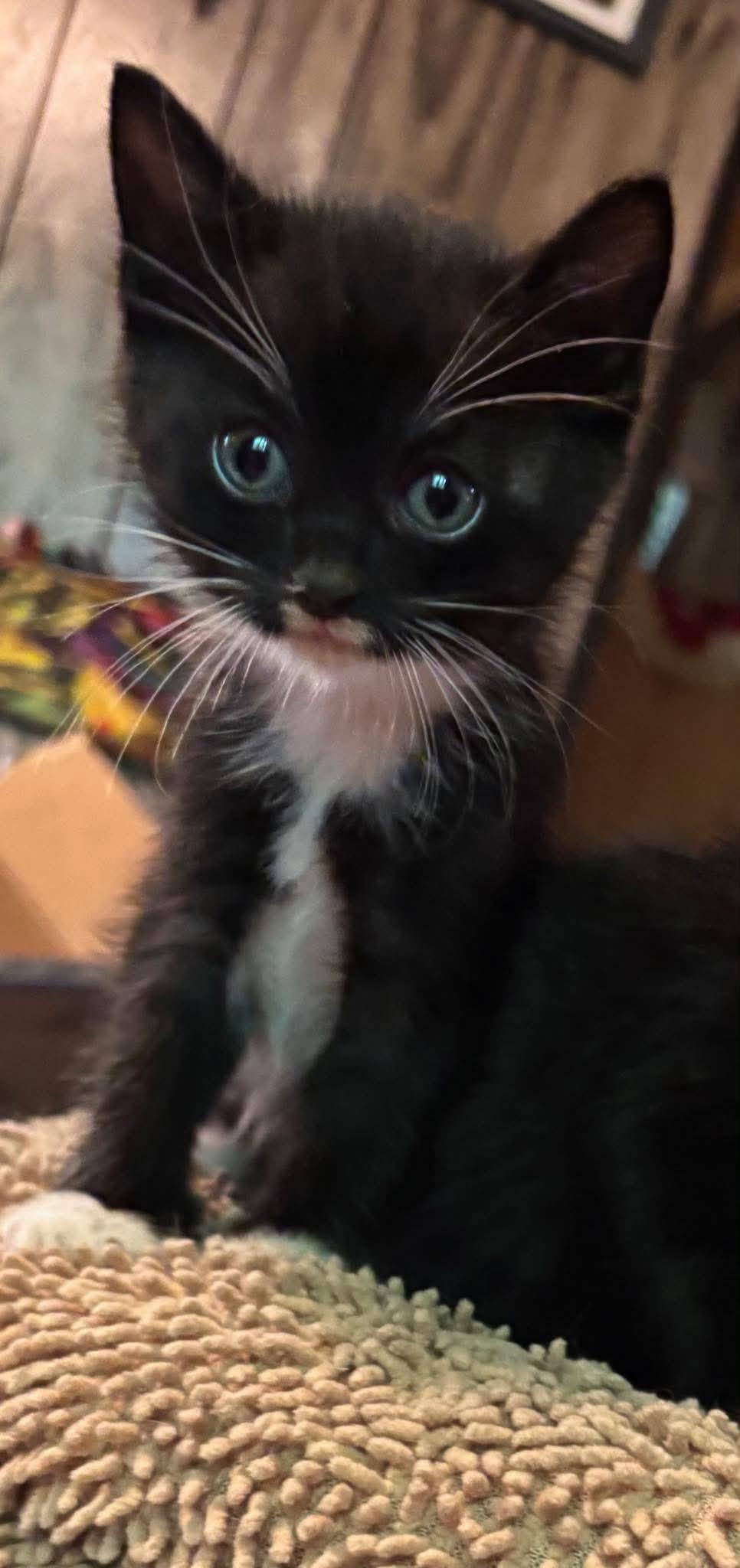 Sparky, Adopted, Kitten Male Domestic Short Hair.