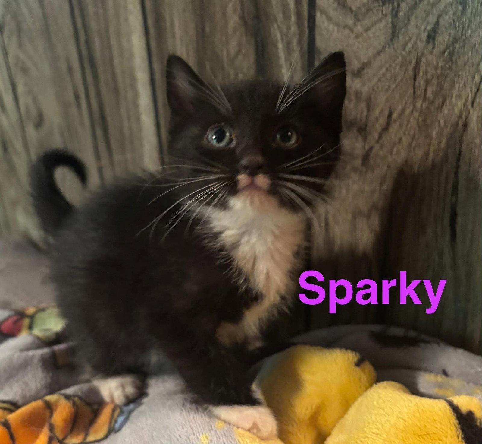 Enlarge Sparky, a Adopted Domestic Short Hair in Sicklerville , NJ image 2/2