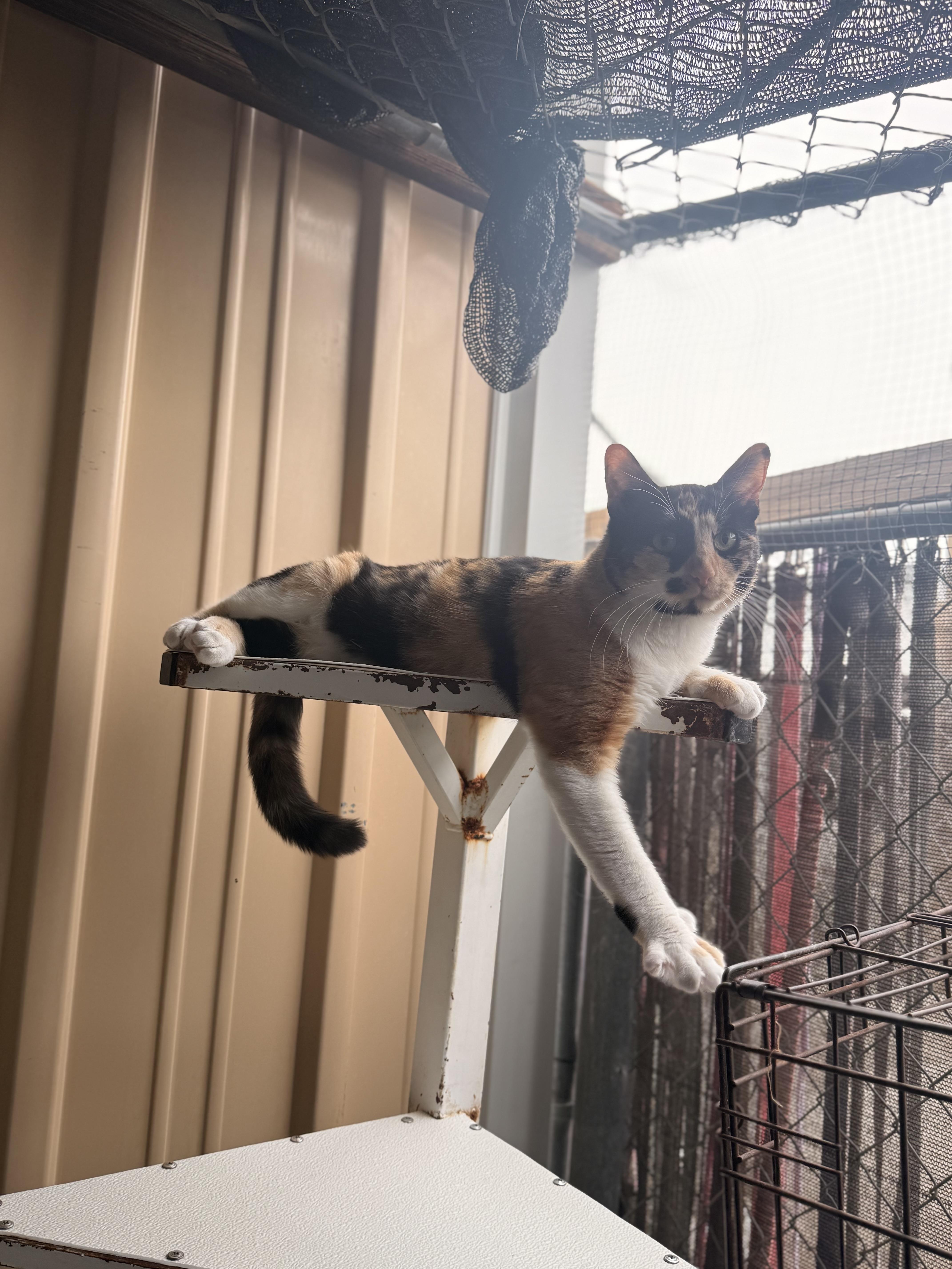 Enlarge ENDIVE, a ADOPTABLE Domestic Short Hair in Joshua Tree, CA image 2/3