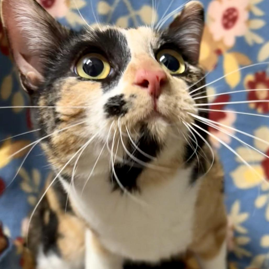 Enlarge ENDIVE, a ADOPTABLE Domestic Short Hair in Joshua Tree, CA image 1/1