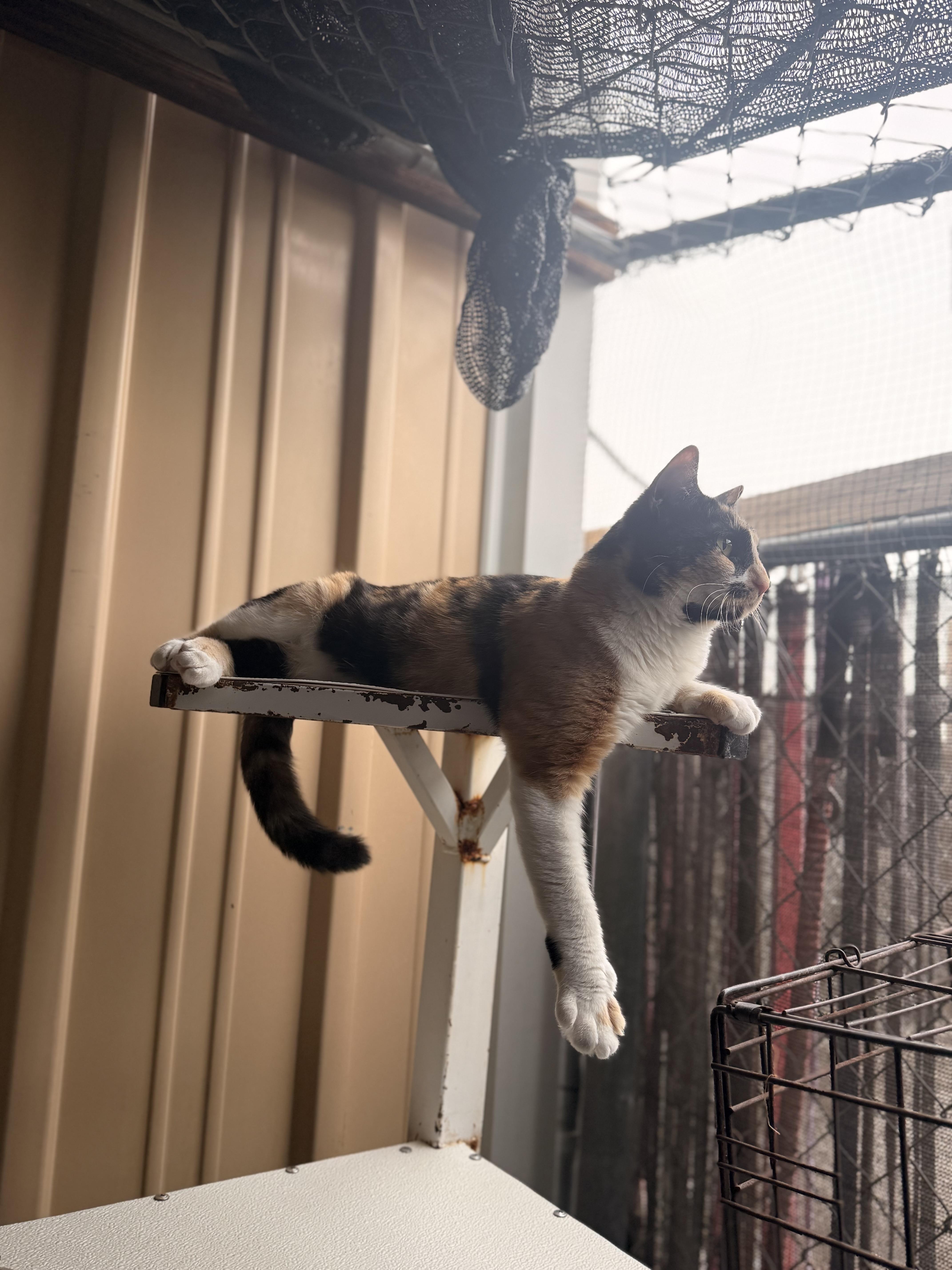 Enlarge ENDIVE, a ADOPTABLE Domestic Short Hair in Joshua Tree, CA image 3/3