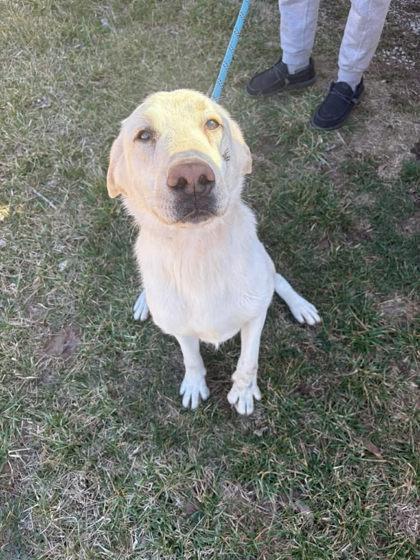 Goober, ADOPTABLE, Adult Male Labrador Retriever & Great Pyrenees.