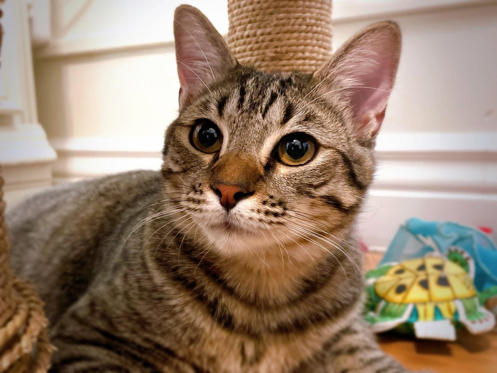 Gremlin, Adopted, Young Female Tabby & Domestic Short Hair.