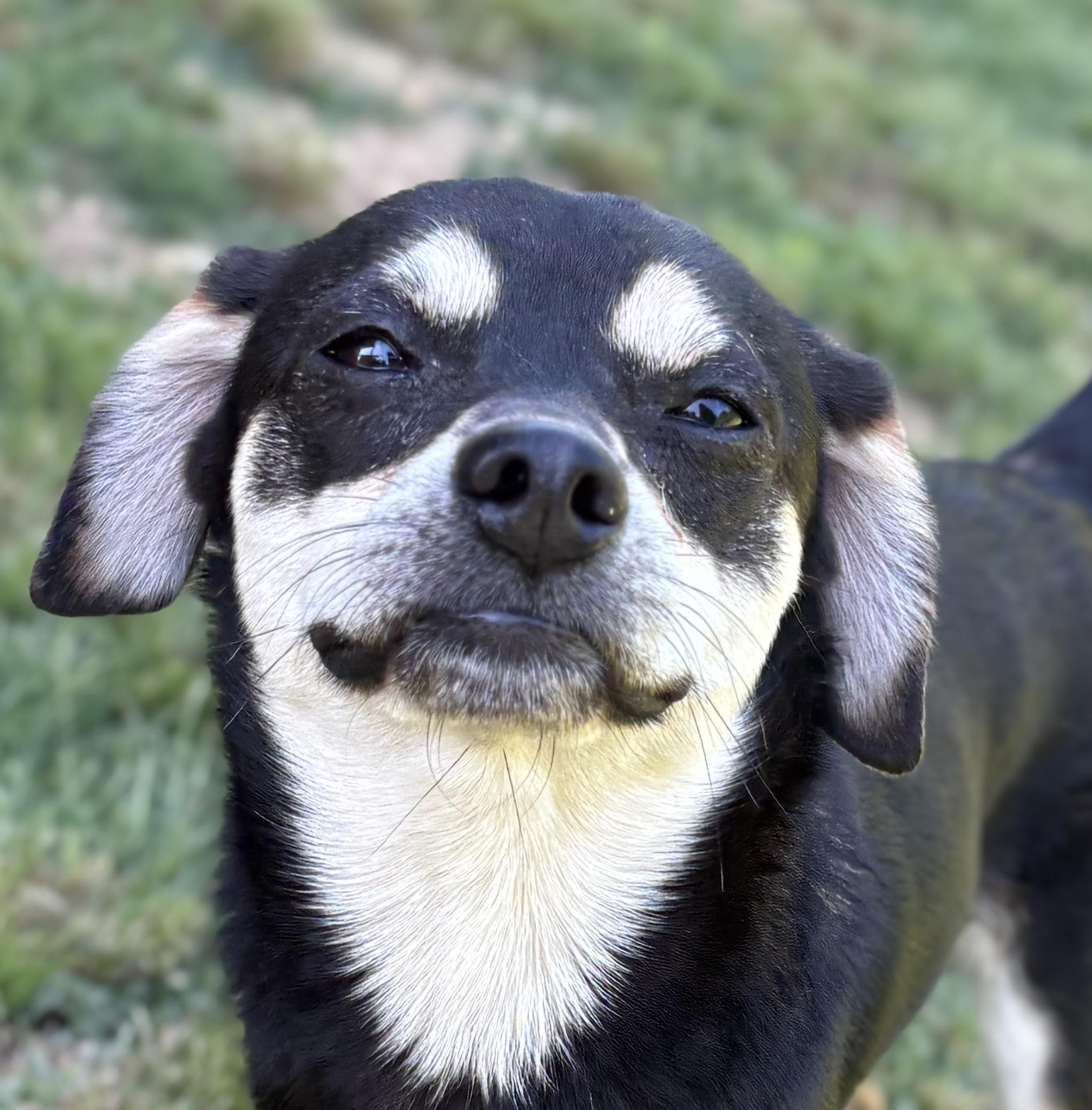 Rocket, ADOPTABLE, Young Male Chihuahua & Rat Terrier.