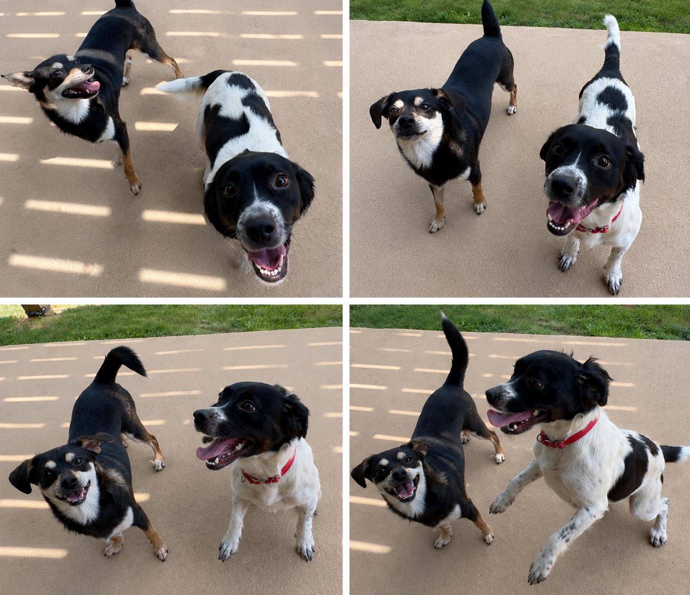 Rocket, an adoptable mixed breed in Ooltewah, TN image 6/6