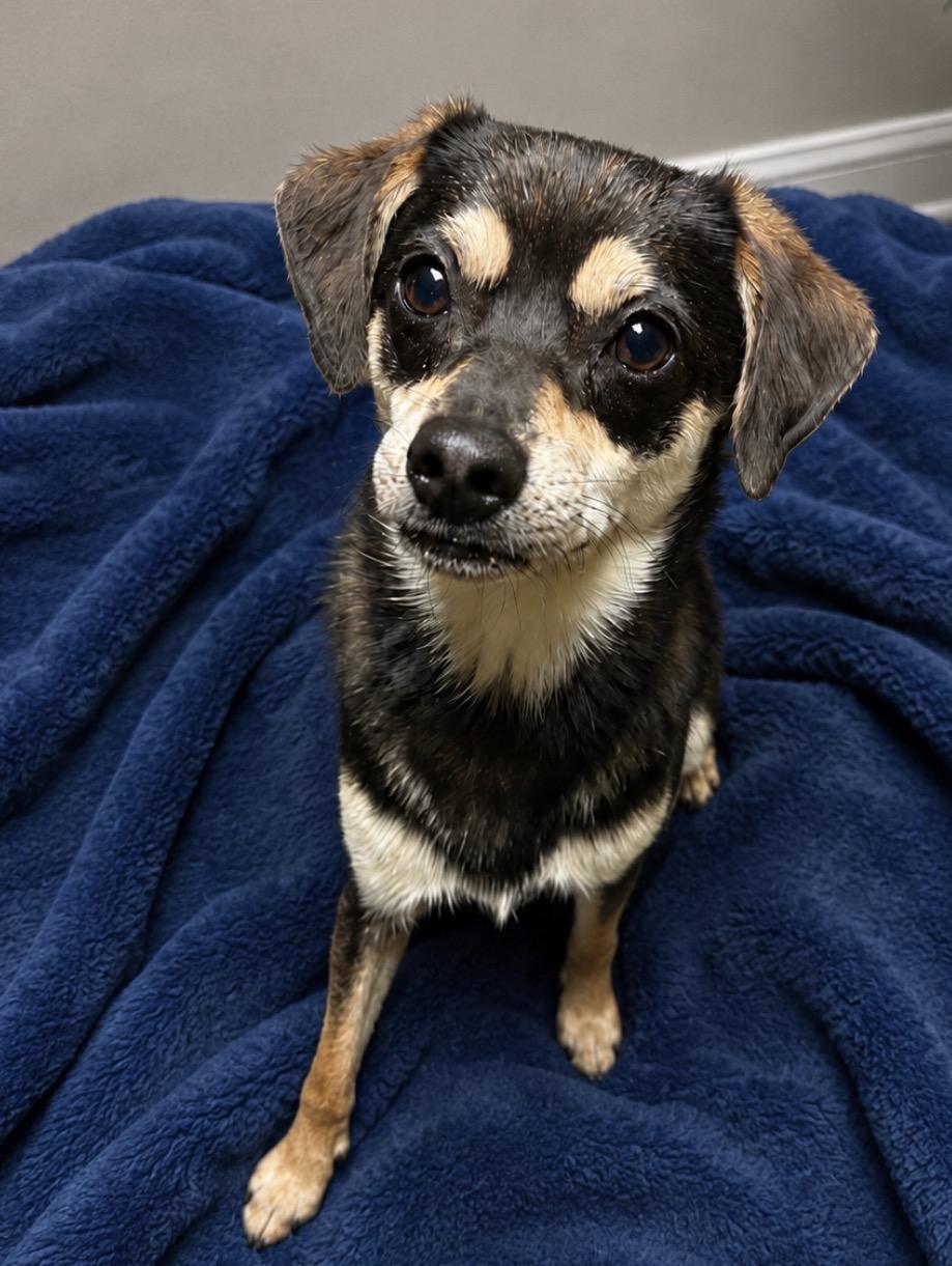Rocket, adoptable, Young Male Rat Terrier & Beagle.