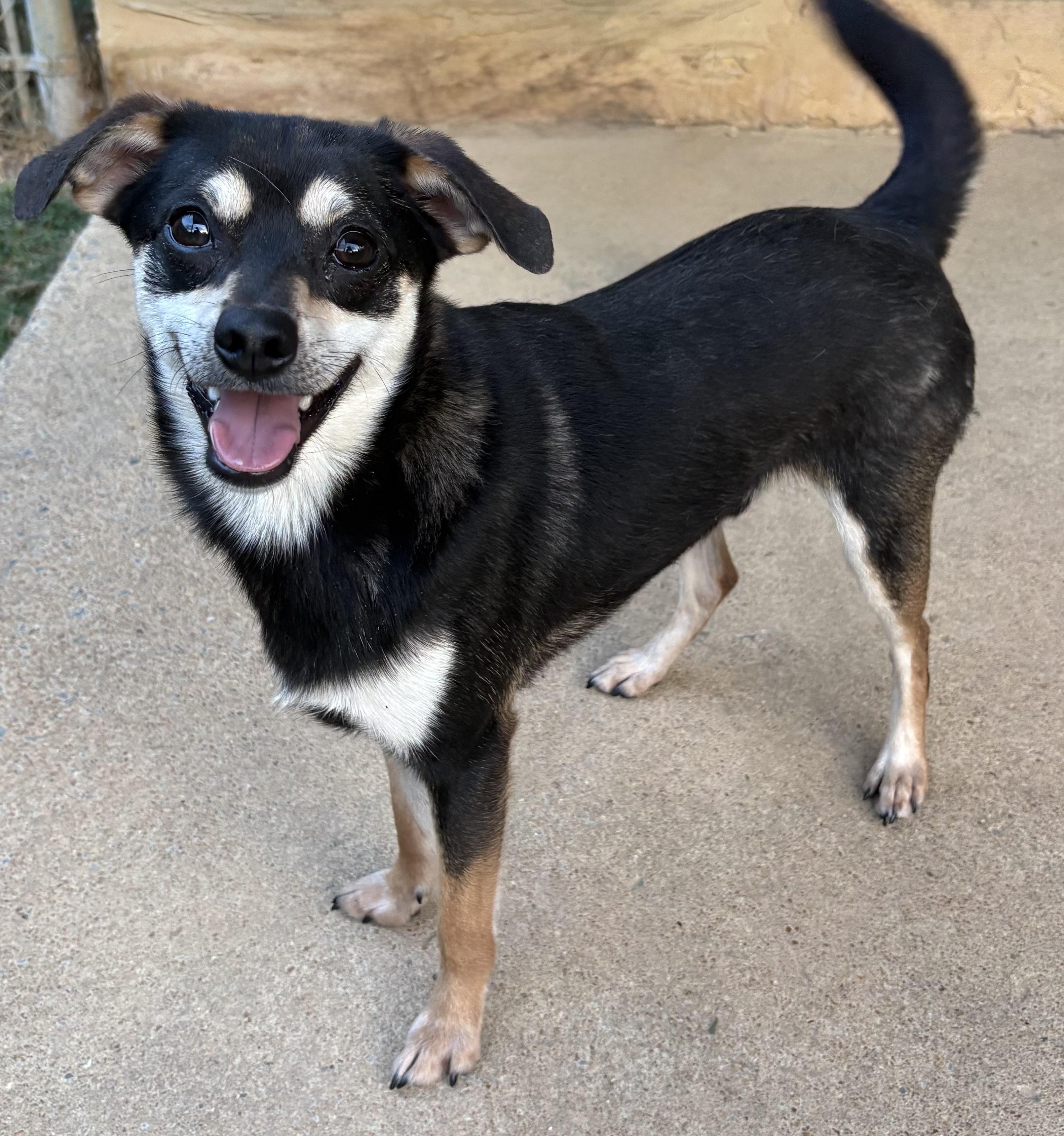 Rocket, an adoptable mixed breed in Ooltewah, TN image 2/6