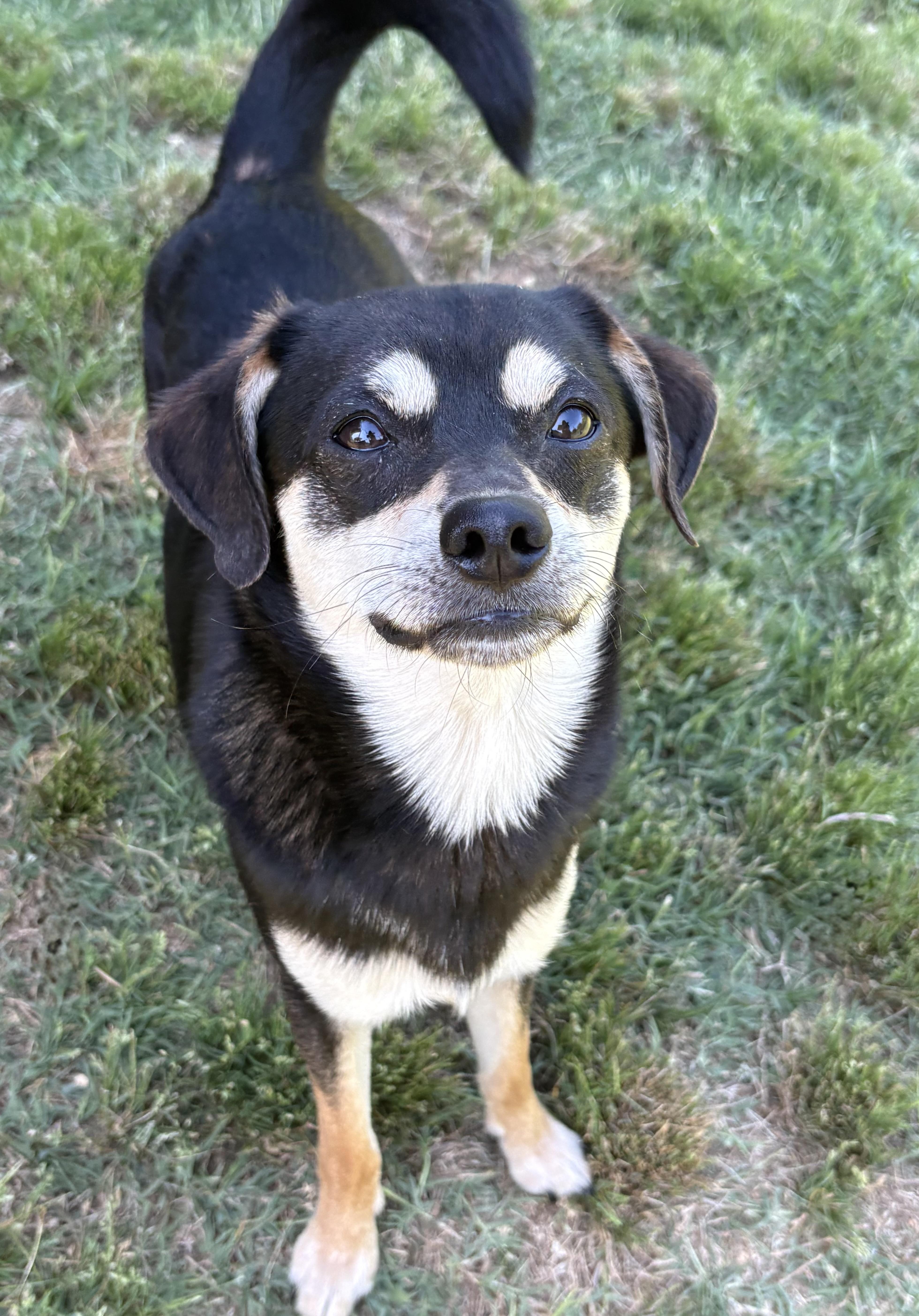 Rocket, a ADOPTABLE mixed breed in Ooltewah, TN image 6/6