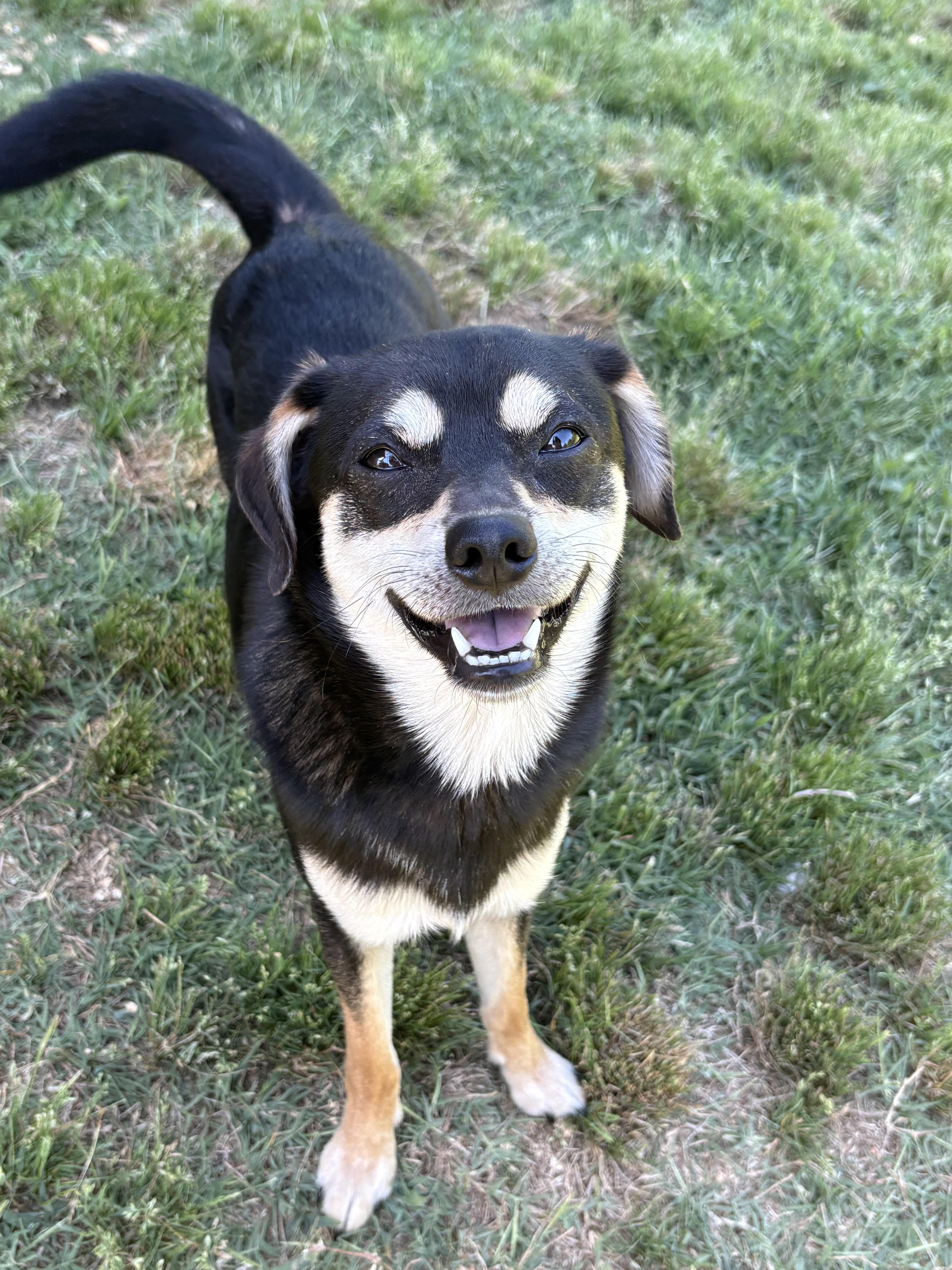 Rocket, a ADOPTABLE mixed breed in Ooltewah, TN image 2/6