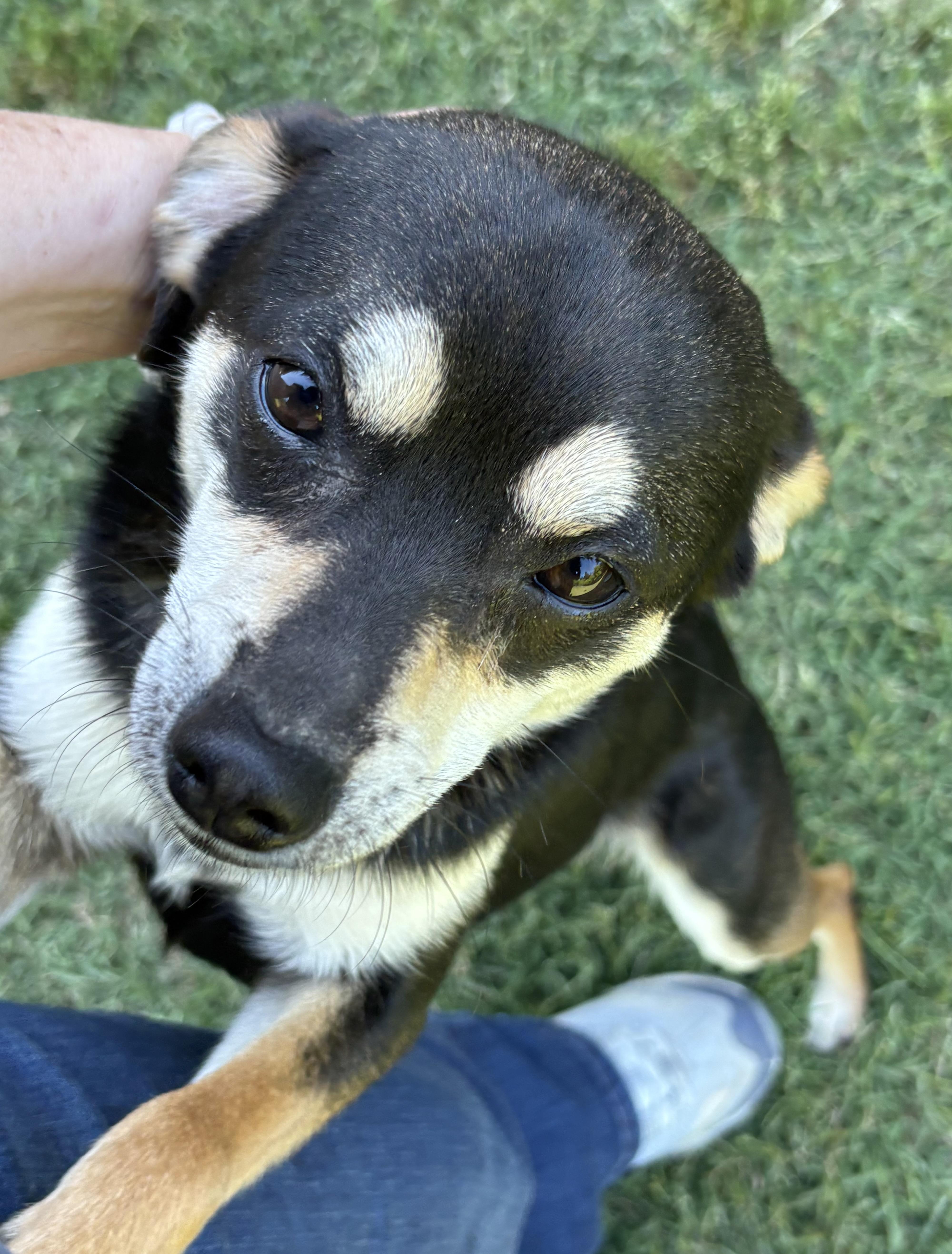 Rocket, a ADOPTABLE mixed breed in Ooltewah, TN image 5/6