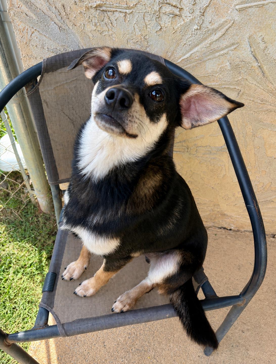 Rocket, an adoptable mixed breed in Ooltewah, TN image 5/6