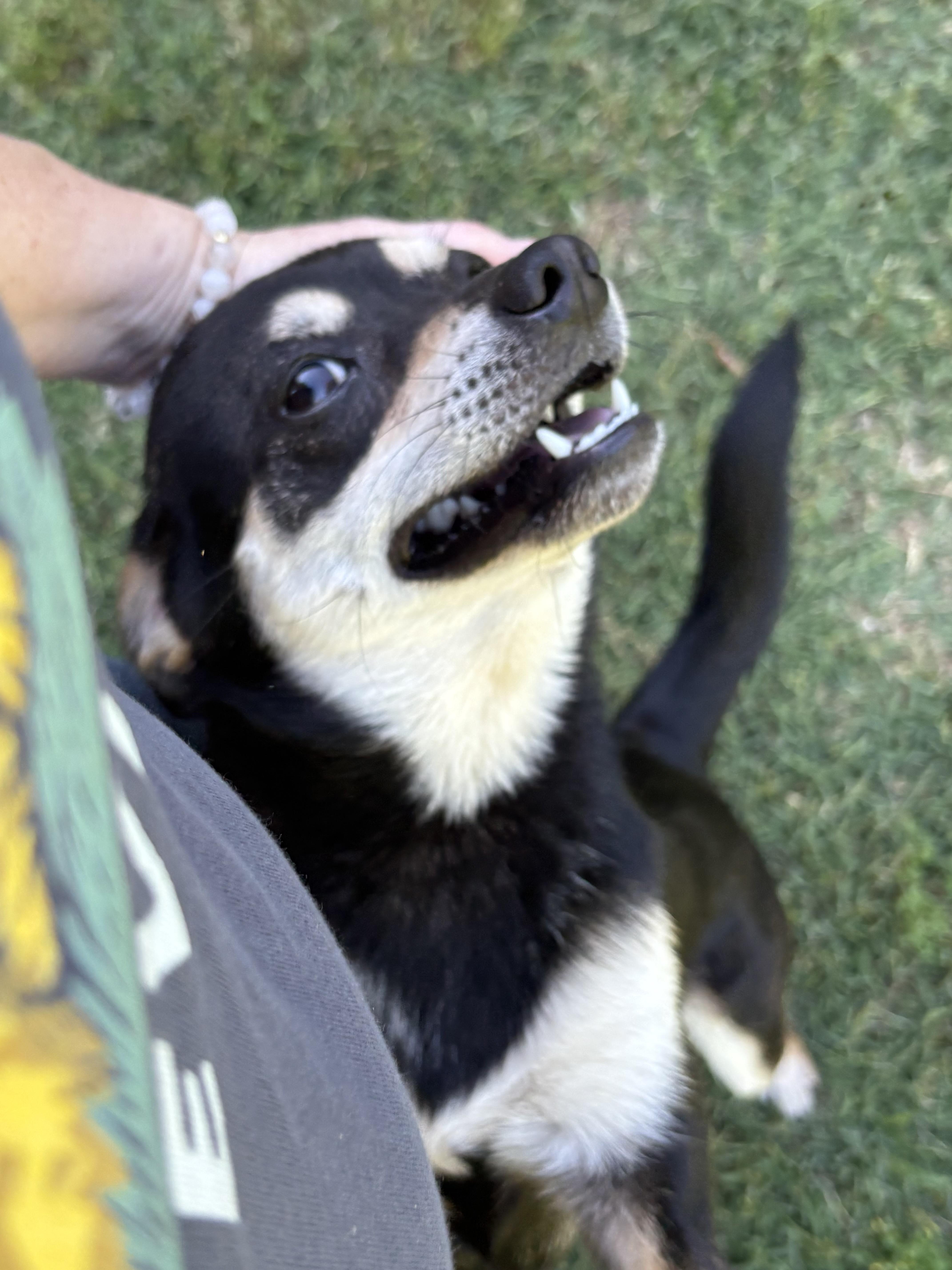 Rocket, a ADOPTABLE mixed breed in Ooltewah, TN image 3/6