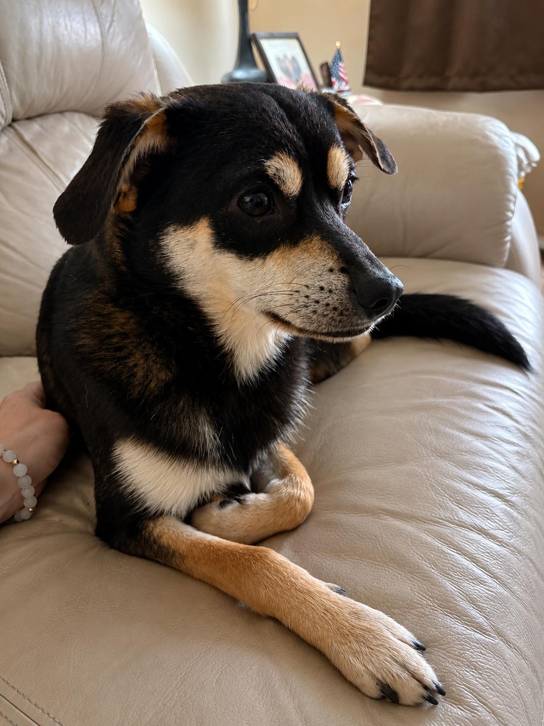 Rocket, an adoptable mixed breed in Ooltewah, TN image 3/6