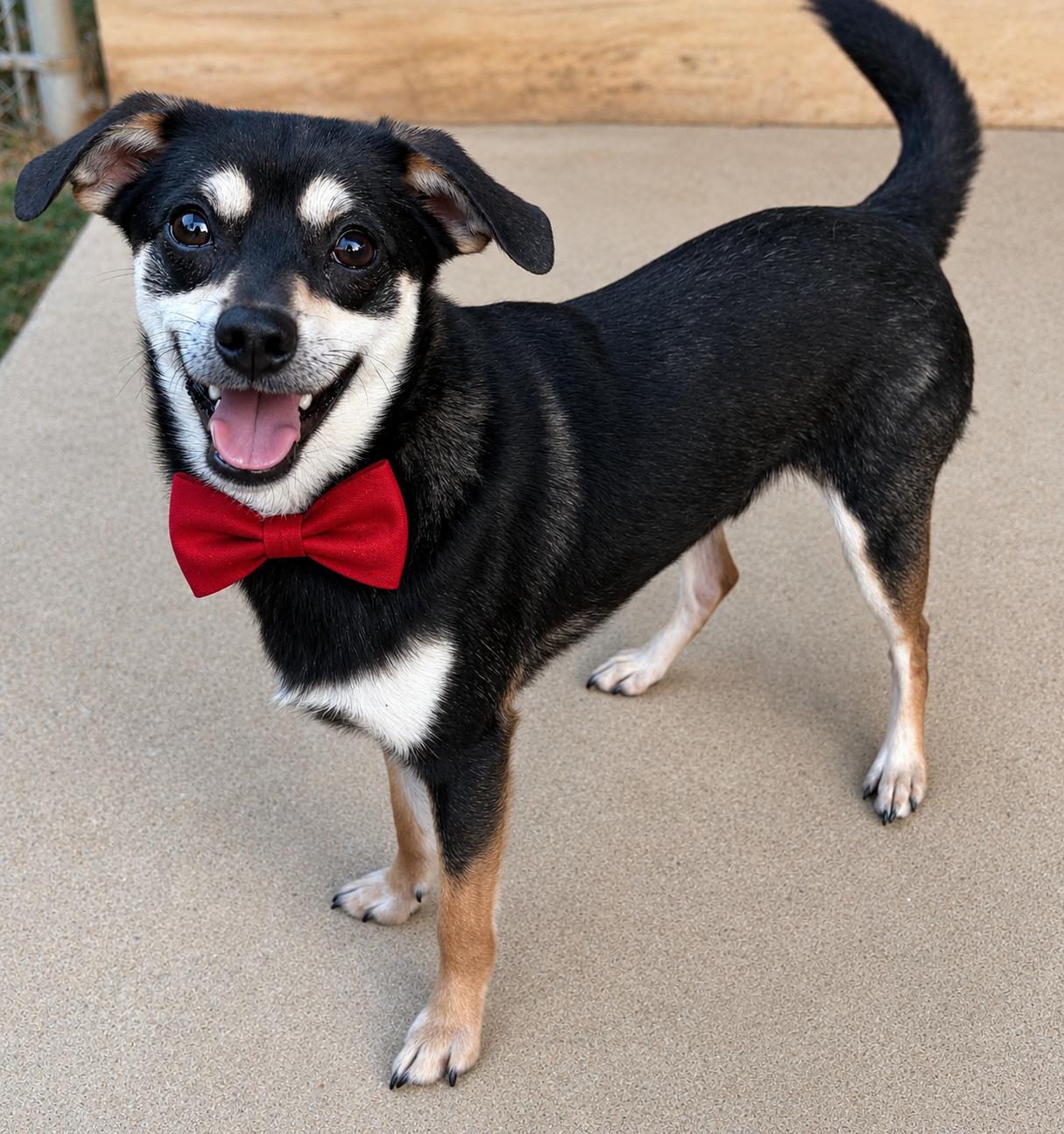 Rocket, adoptable, Young Male Rat Terrier & Chihuahua.
