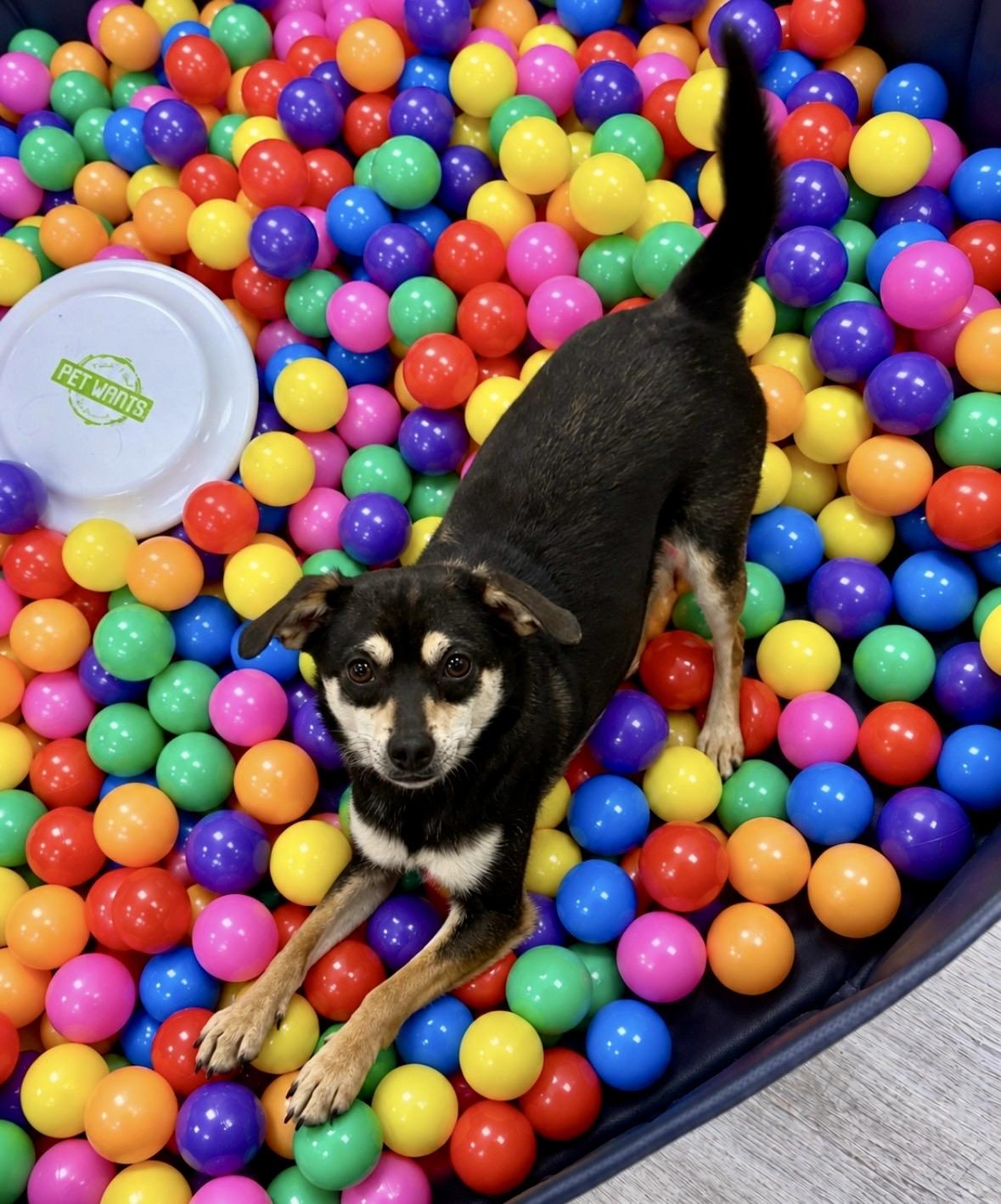 Rocket, an adoptable mixed breed in Ooltewah, TN image 5/6