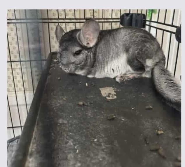Enlarge Chipsy, a ADOPTABLE Chinchilla in Shelby Township, MI image 1/1