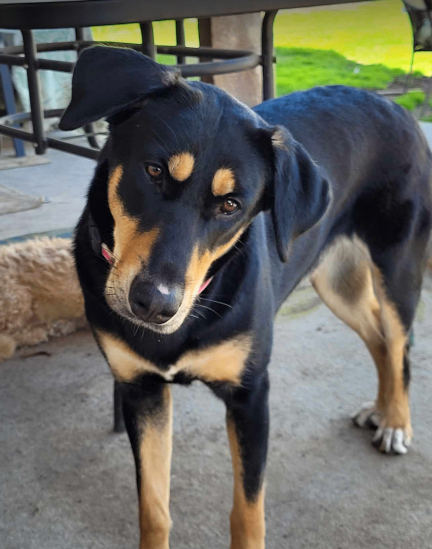 Frieda (TX) 2