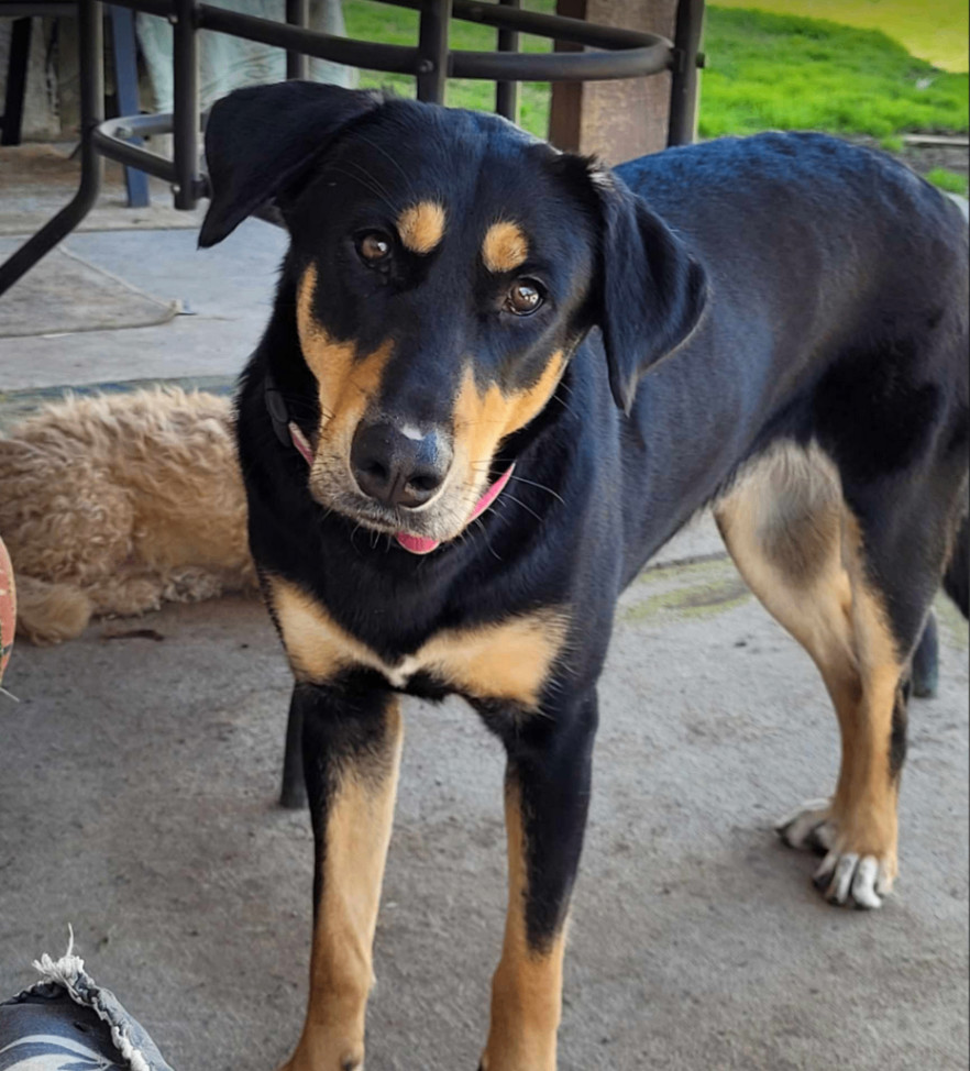 Frieda (TX) 1