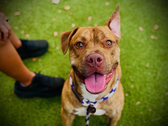Enlarge FOREST, a Adoptable mixed breed in Orlando, FL image 1/1