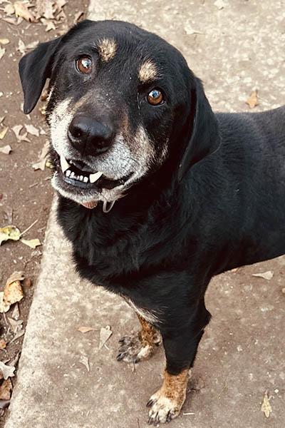 Rennie, a Adoptable mixed breed in Lake Wylie, SC image 2/6