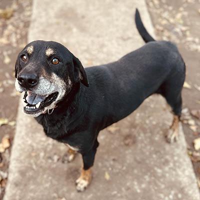 Rennie, a Adoptable mixed breed in Lake Wylie, SC image 5/6