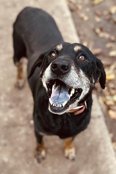 Rennie, a Adoptable mixed breed in Lake Wylie, SC image 6/6