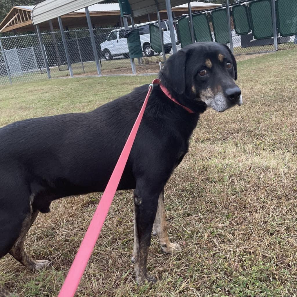 Rennie, a Adoptable mixed breed in Lake Wylie, SC image 3/6