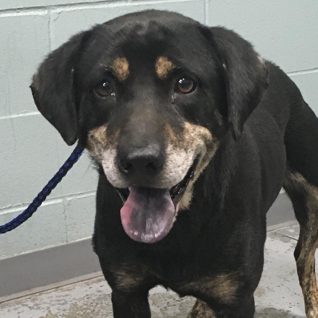 Rennie, Adoptable, Senior Male Labrador Retriever & Hound.