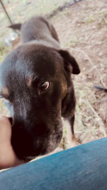 Enlarge Rennie, a Adoptable mixed breed in Lake Wylie, SC video 4/6