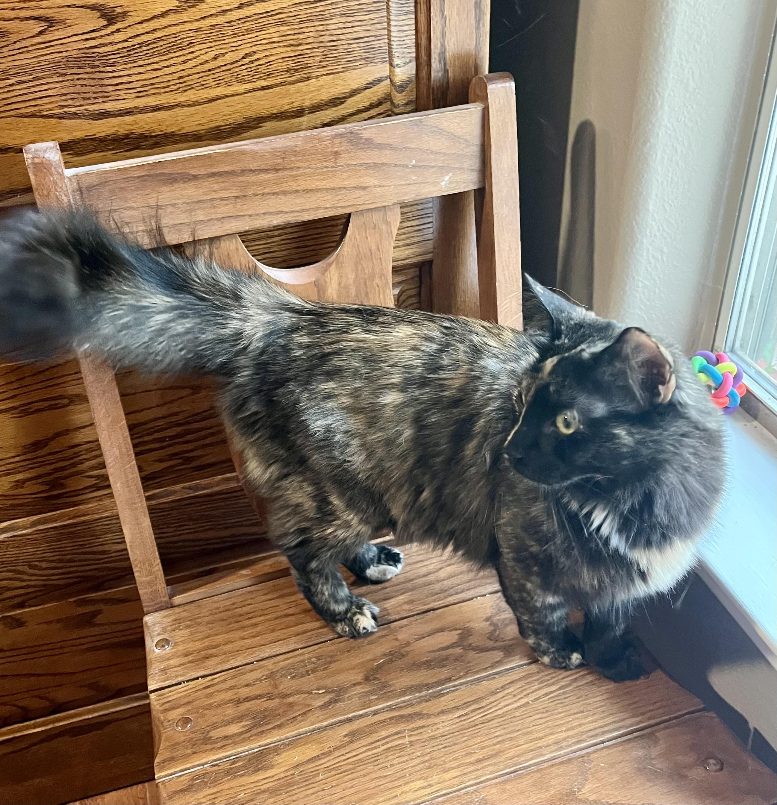 Enlarge Autumn CR, a ADOPTABLE mixed breed in Schertz, TX image 3/3