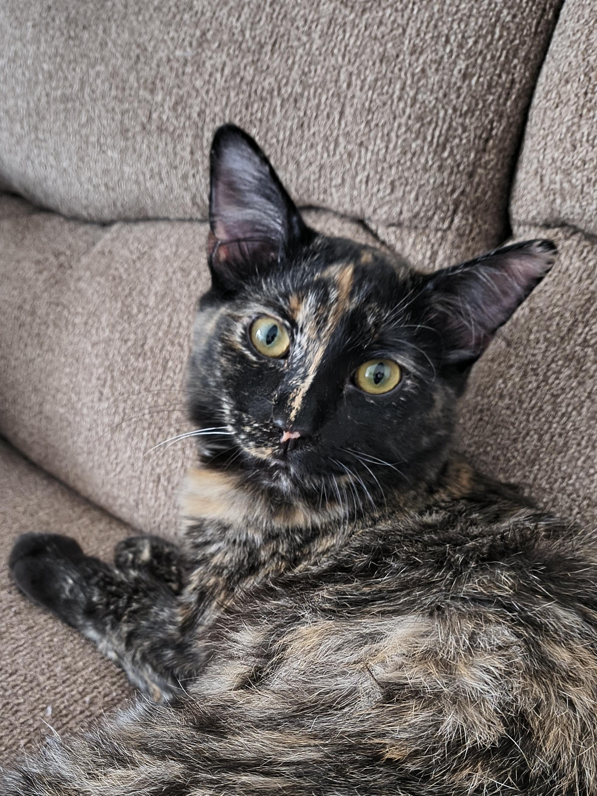 Autumn CR, ADOPTABLE, Kitten Female Domestic Long Hair & Tortoiseshell.