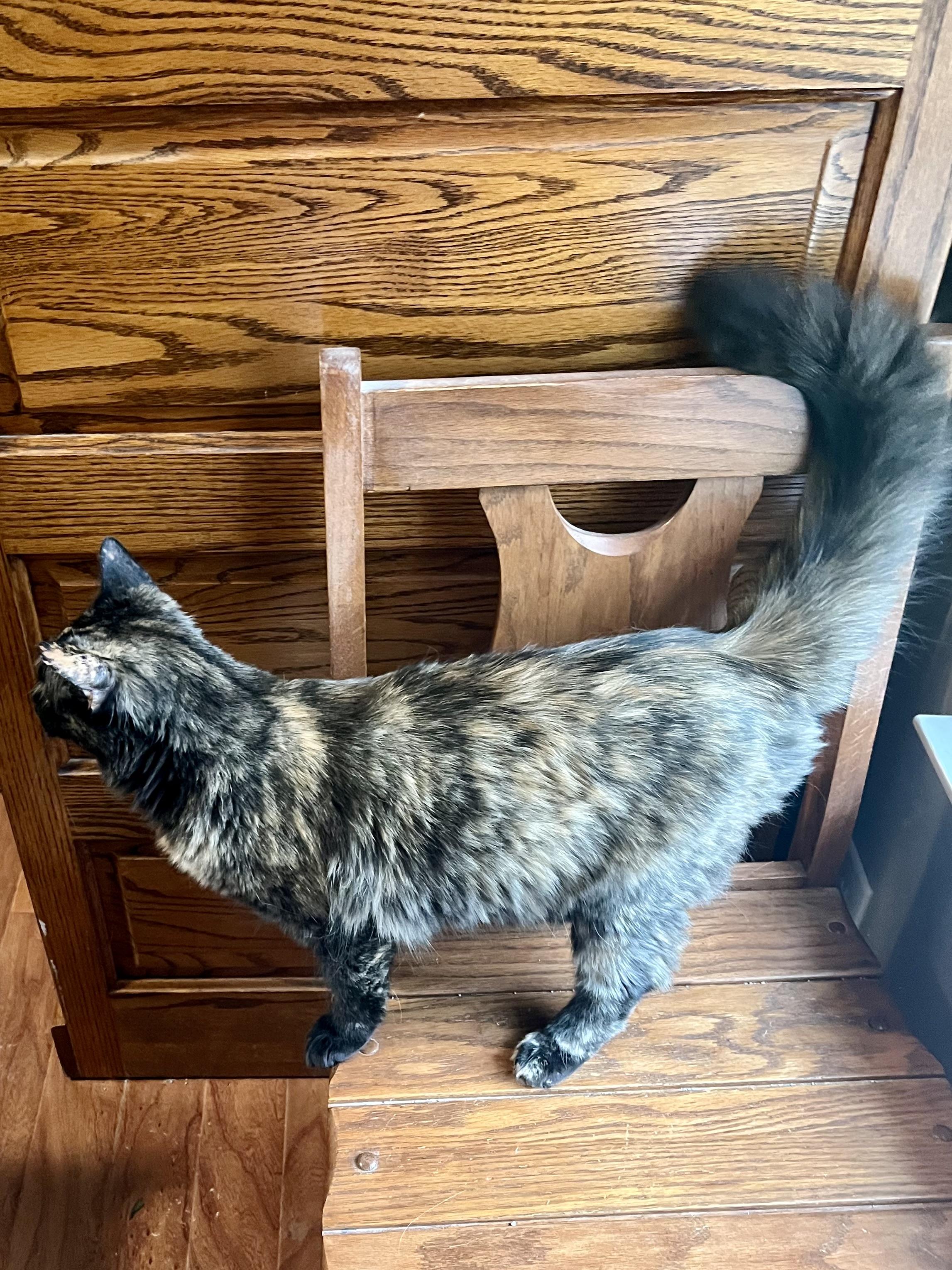 Enlarge Autumn CR, a ADOPTABLE mixed breed in Schertz, TX image 2/3