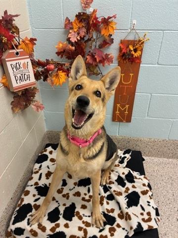 Enlarge SCARLETT, a Adoptable German Shepherd Dog in Brighton, CO image 1/1
